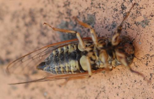 Réf. 186 028 : Tettigettula pygmea
